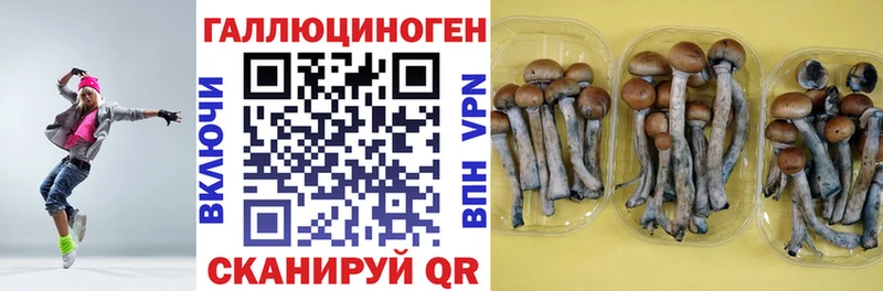 дарк нет состав  Малаховка  Псилоцибиновые грибы GOLDEN TEACHER 